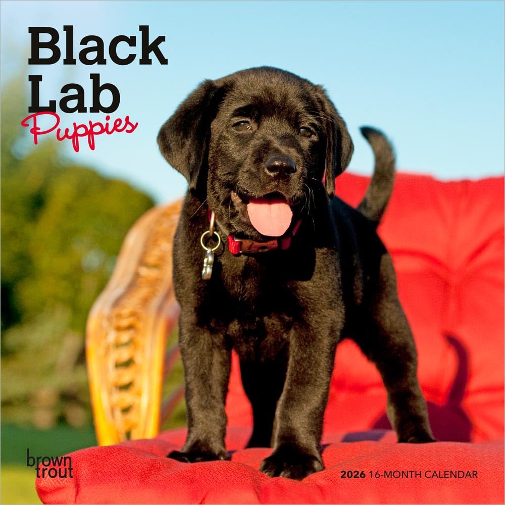 Black Labrador Retriever Puppies | 2026 7 x 14 Inch (Hanging) Monthly Mini Wall Calendar | BrownTrout | Animals Dog Breeds Puppy Pets