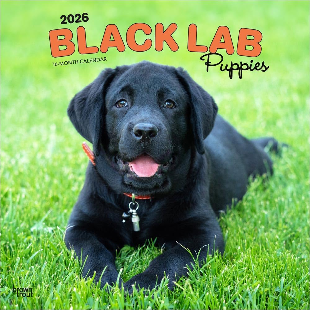 Black Labrador Retriever Puppies – Schwarze Labrador Retriever Welpen 2026 – 16-Monatskalender: Original BrownTrout-Kalender (Wall-Kalender) Pets