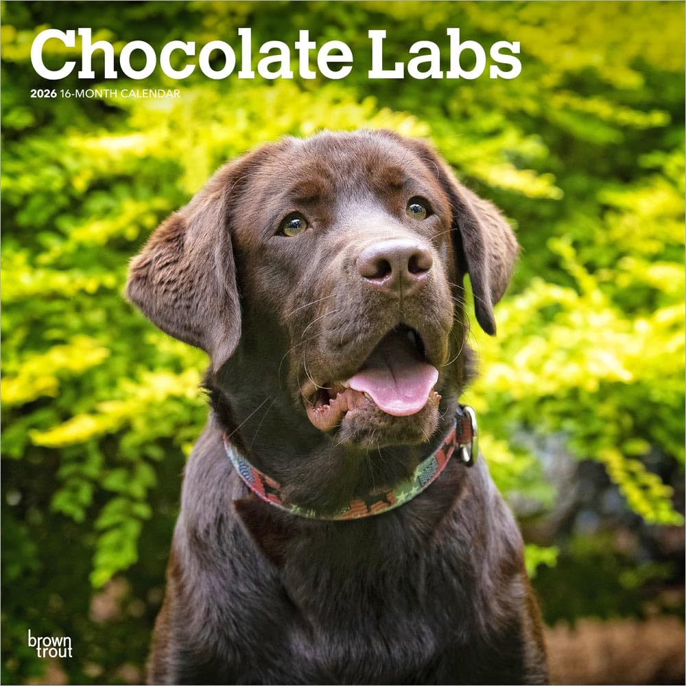 Chocolate Labrador Retrievers | 2026 12 x 24 Inch (Hanging) Monthly Square Wall Calendar | Plastic-Free | BrownTrout | Animals Dog Breeds Pets