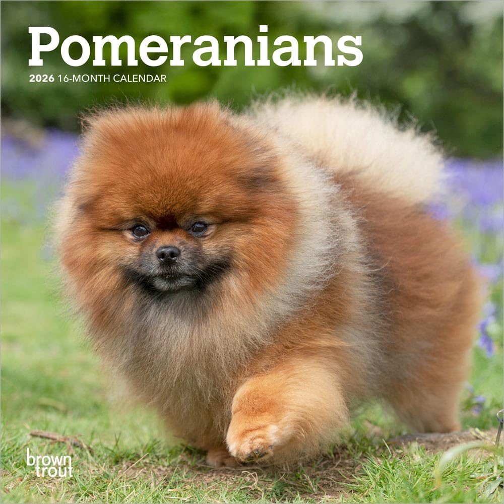 Pomeranians | 2026 7 x 14 Inch (Hanging) Monthly Mini Wall Calendar | BrownTrout | Animals Small Dog Breeds Pets