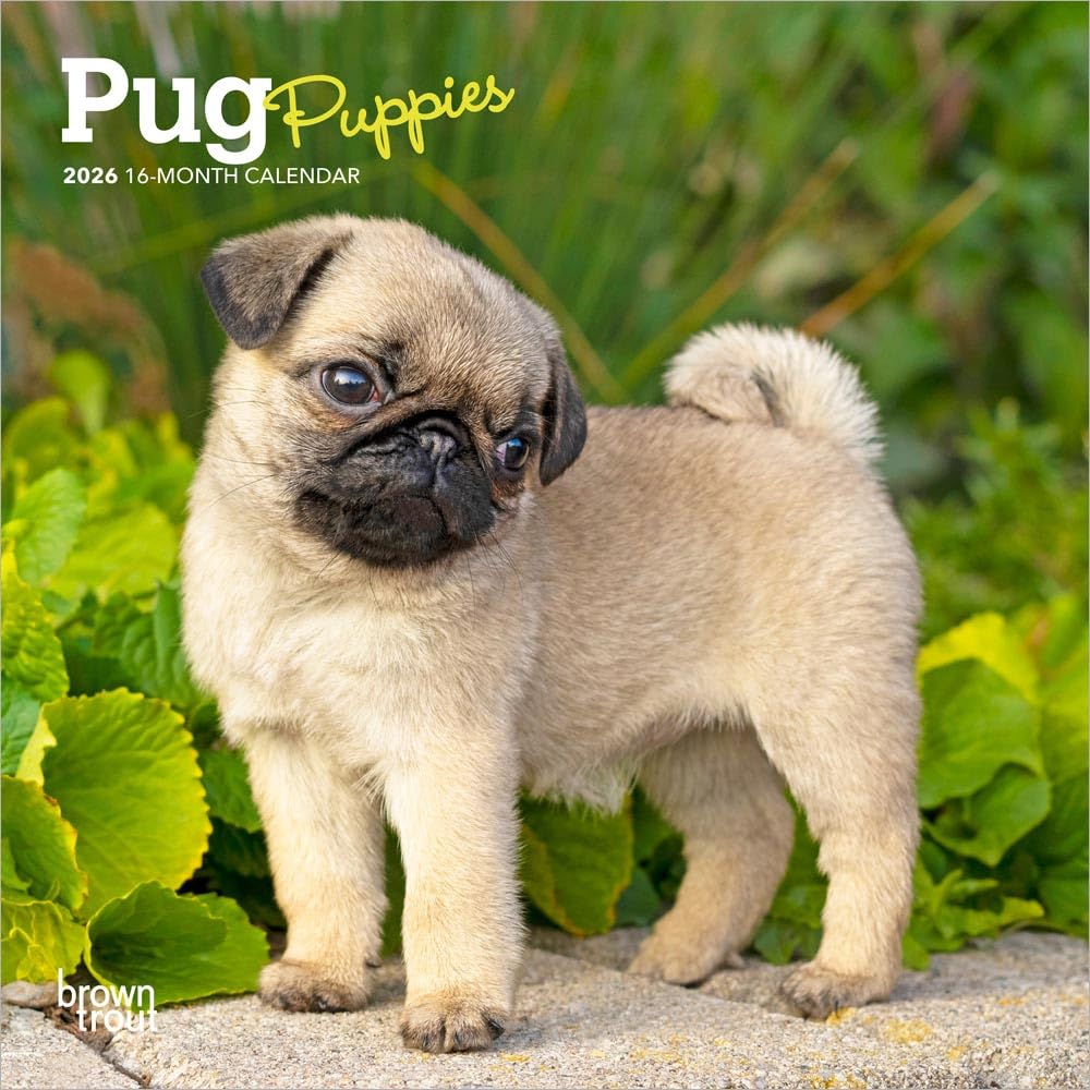 Pug Puppies | 2026 7 x 14 Inch (Hanging) Monthly Mini Wall Calendar | BrownTrout | Animals Dog Breeds Puppy Pets