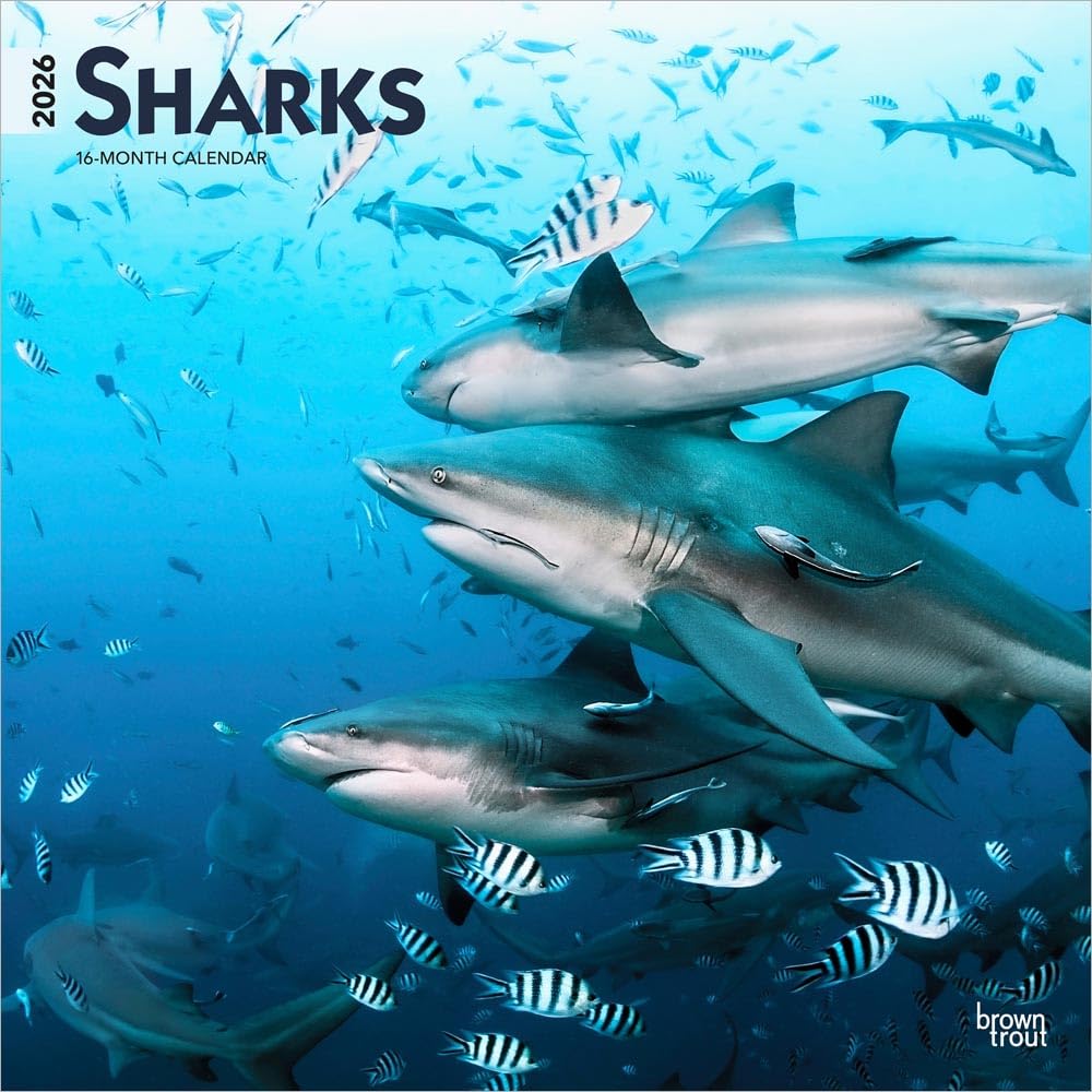 Haie – Sharks | 2026 12 x 24 Inch (Hanging) Monthly Square Wall Calendar | Plastic-Free | BrownTrout | Wildlife Marine Animals Fish Mathematics