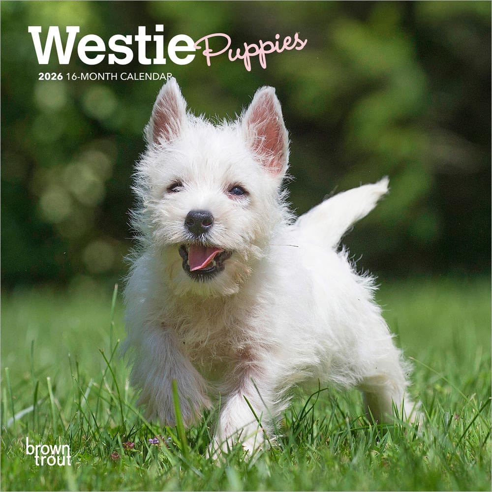 West Highland White Terrier Puppies | 2026 7 x 14 Inch (Hanging) Monthly Mini Wall Calendar | BrownTrout | Animals Dog Breeds Puppy Pets