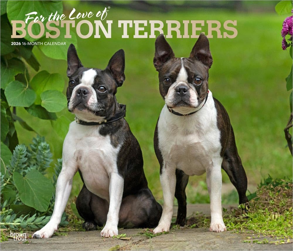 For the Love of Boston Terriers | 2026 14 x 24 Inch (Hanging) Monthly Deluxe Wall Calendar | Foil Stamped Cover | Plastic-Free | BrownTrout | Animal Dog Breeds Pets