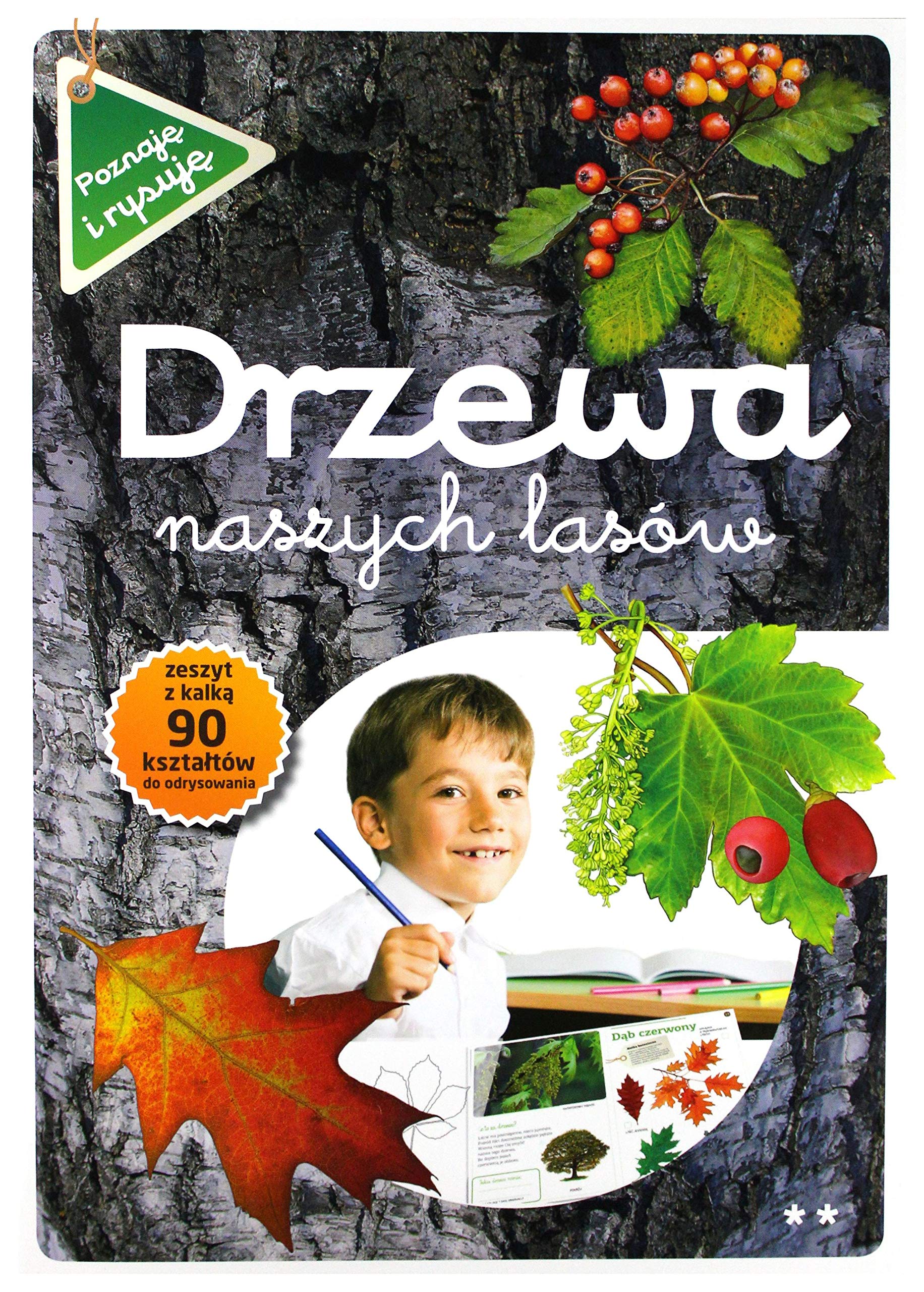 Drzewa naszych lasow czesc 2 Poznaje i rysuje Study Guides
