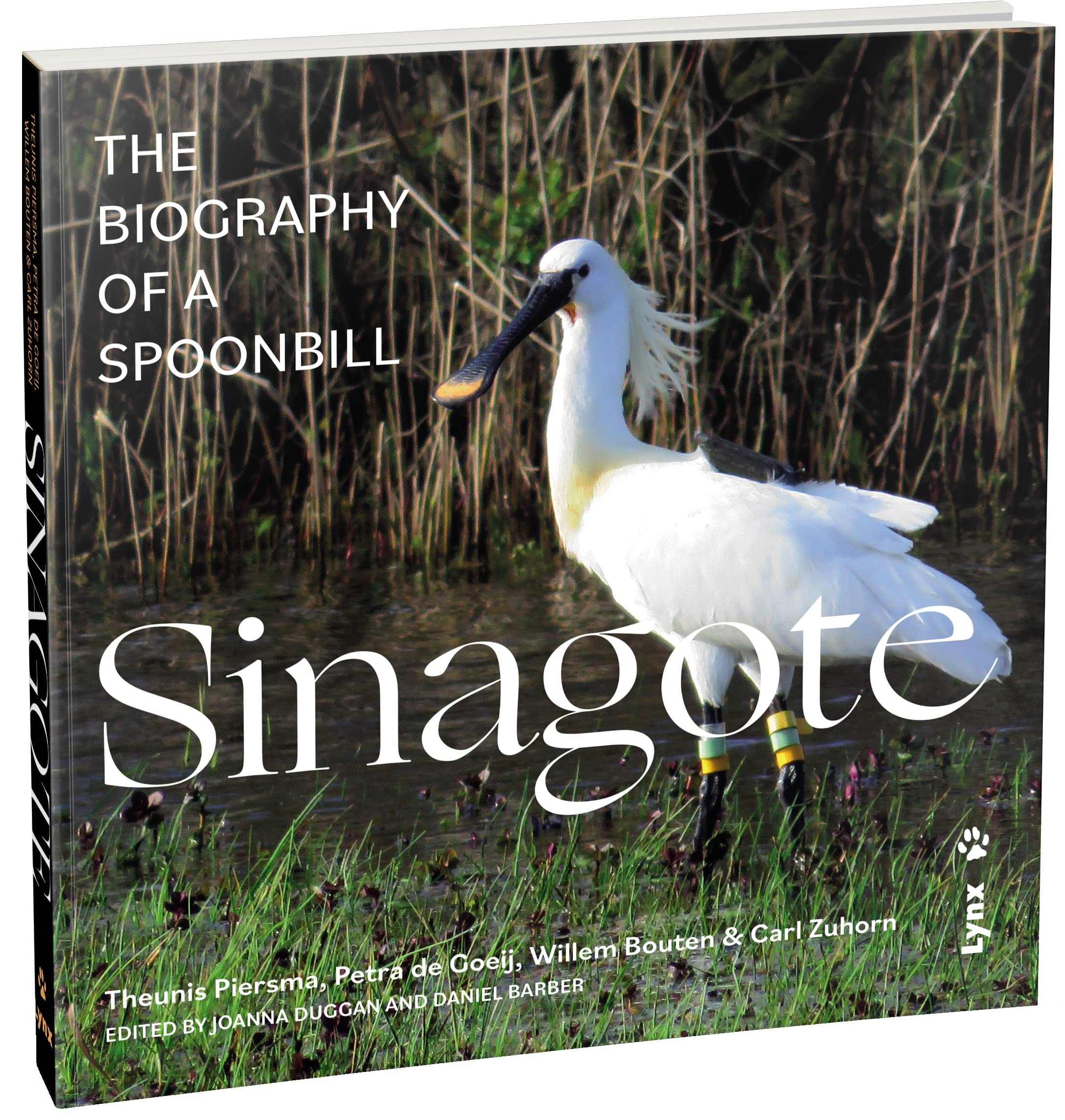 Sinagote, the biography of a spoonbill Mathematics