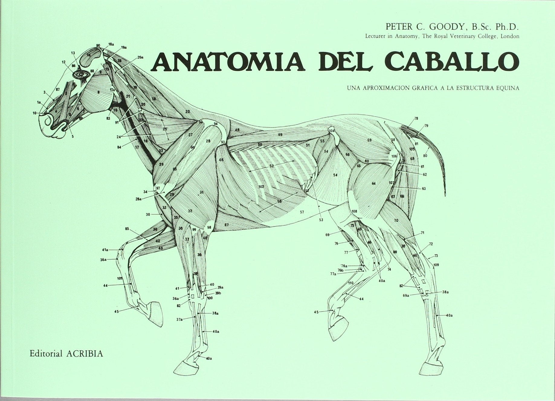 Anatomía del caballo book