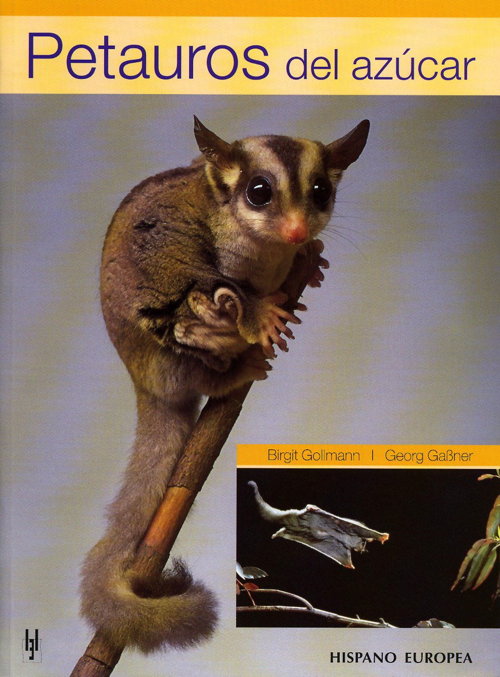 Petauros del azúcar Mathematics