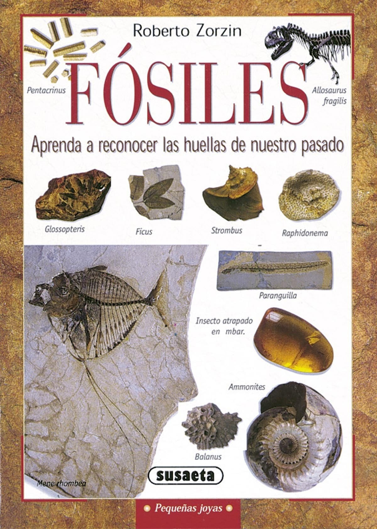Fósiles (Pequeñas Joyas) Leisure, Home & Garden
