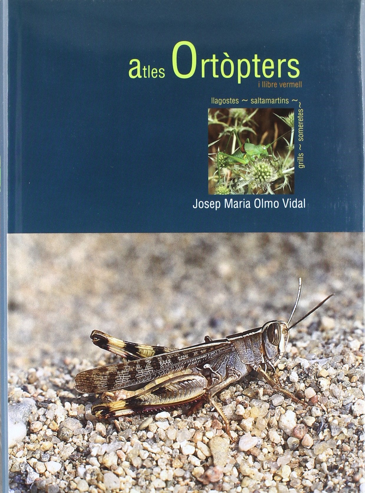 Atles ortòpters de Catalunya i llibre vermell 2006 : llagostes, saltamartins, grills, someretes book