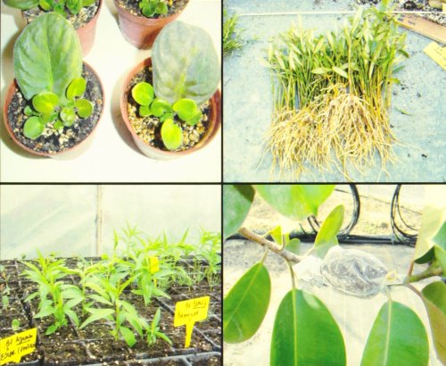Propagación vegetal, prácticas (Manuales Universitarios, Band 73) Mathematics