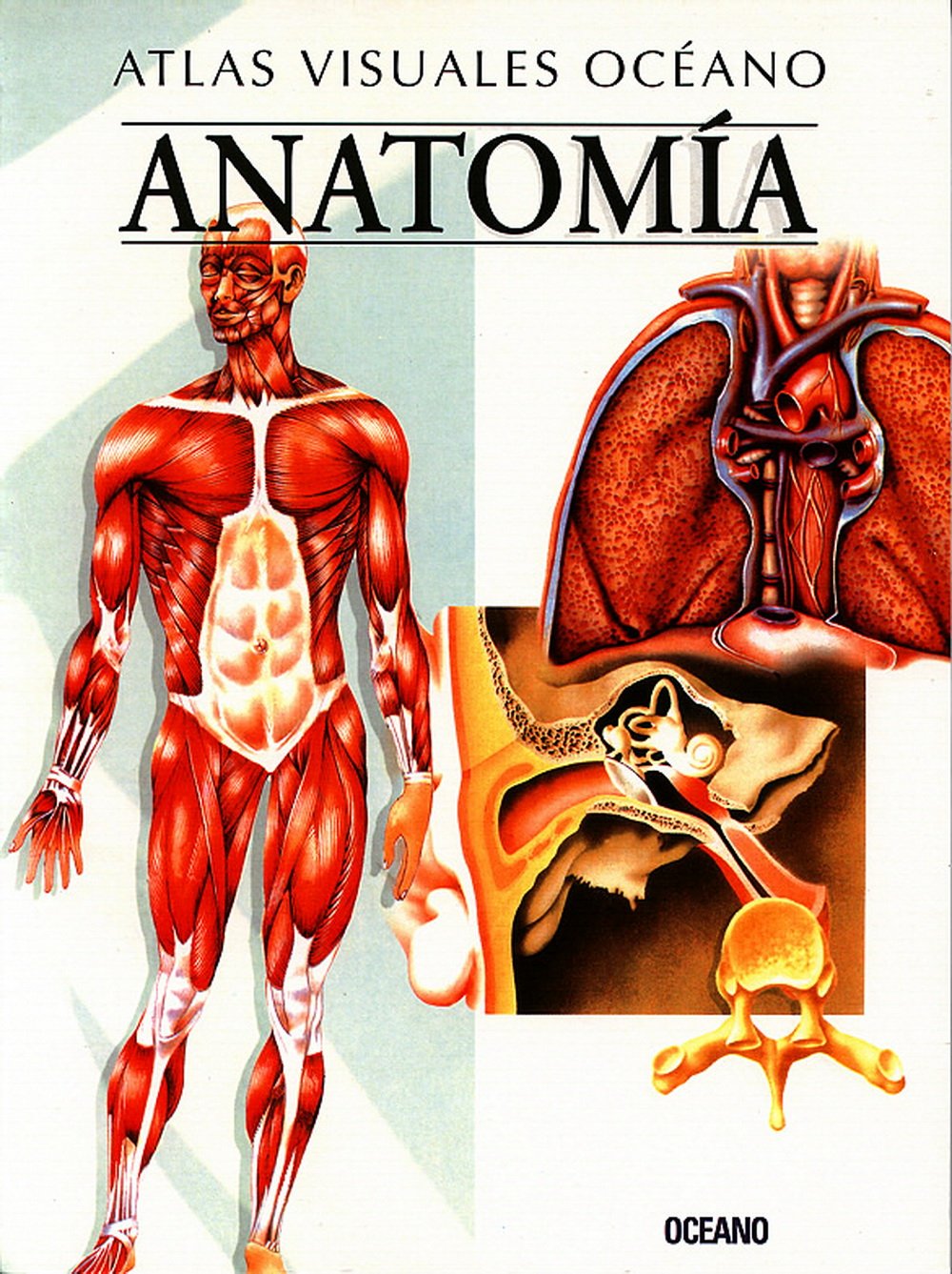 ATLAS VISUAL ANATOMIA: Obra a todo color, de fácil consulta y gran valor didáctico (Atlas visuales Océano) Medicine