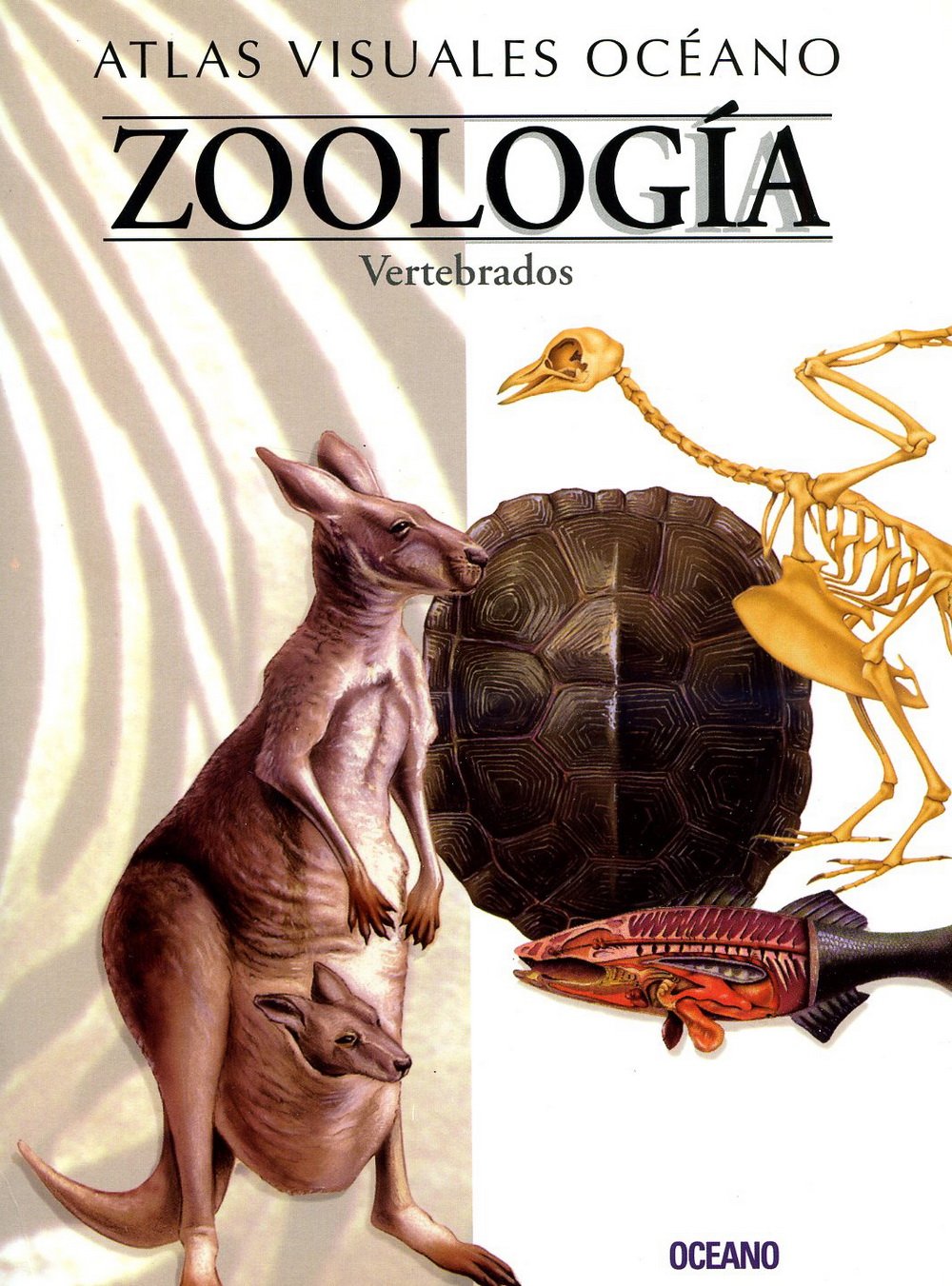 ATL.VISUAL ZOOLOGIA-VERTEBRADOS: Obra a todo color, de fácil consulta y gran valor didáctico (Atlas visuales Océano) Natural Sciences