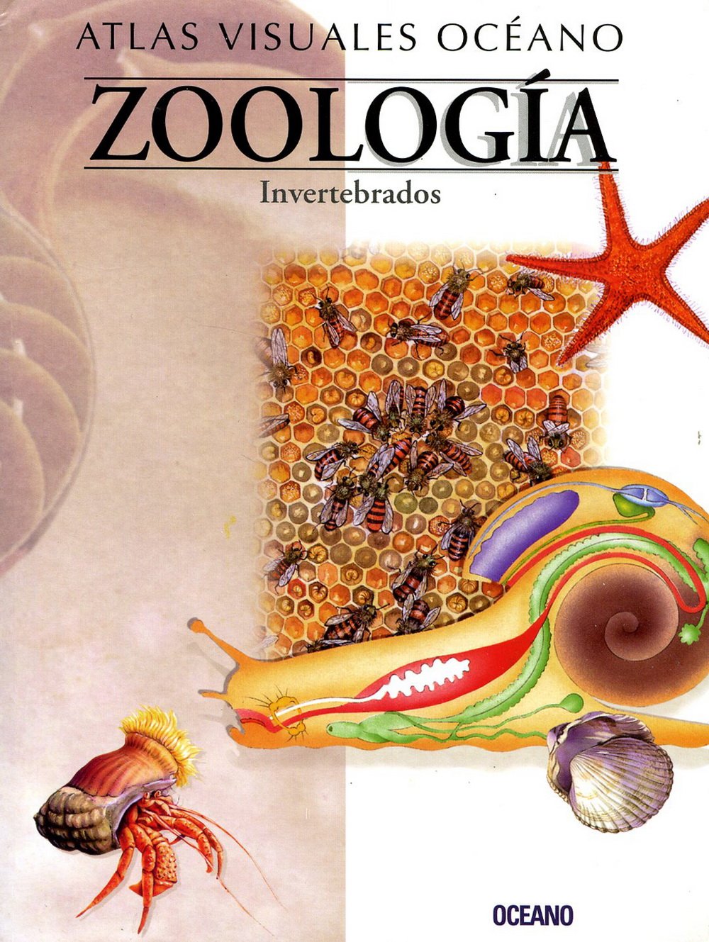 ATL.VISUAL ZOOLOGIA-INVERTEBRADOS: Obra a todo color, de fácil consulta y gran valor didáctico (Atlas visuales Océano) Natural Sciences
