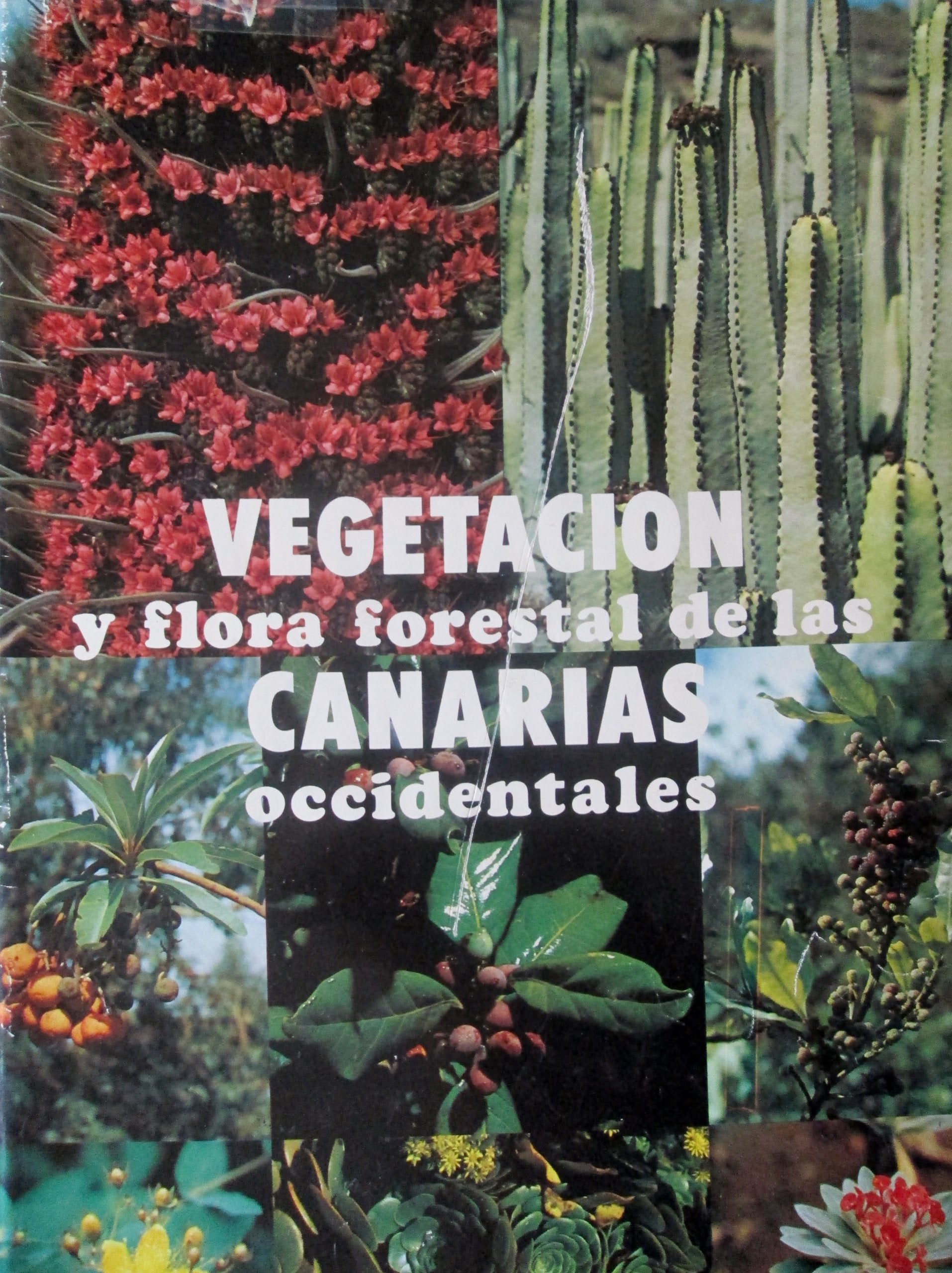 ESTUDIO SOBRE LA VEGETACION Y FLORA FORESTAL DE LAS CANARIAS OCCIDENTALES book