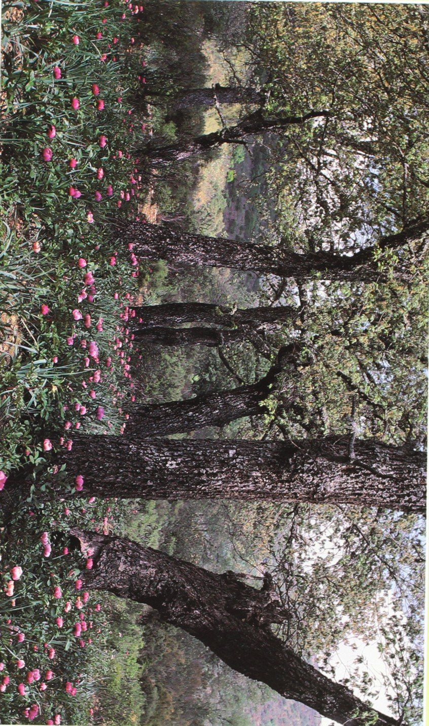 Ciudad Real : naturaleza en imágenes Geology & Geography