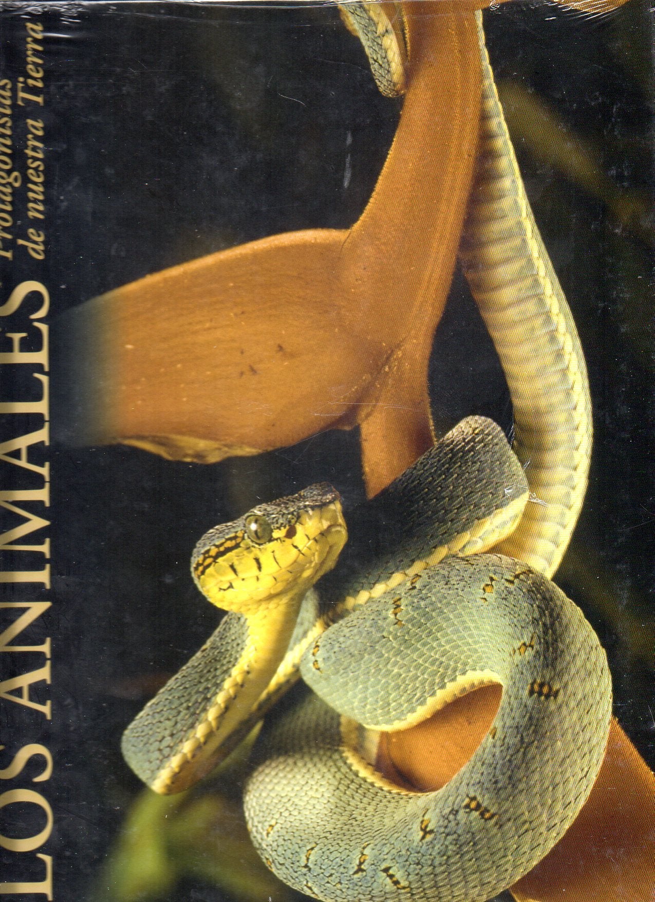 Los animales, protagonistas de nuestra tierra: Selvas americanas Books