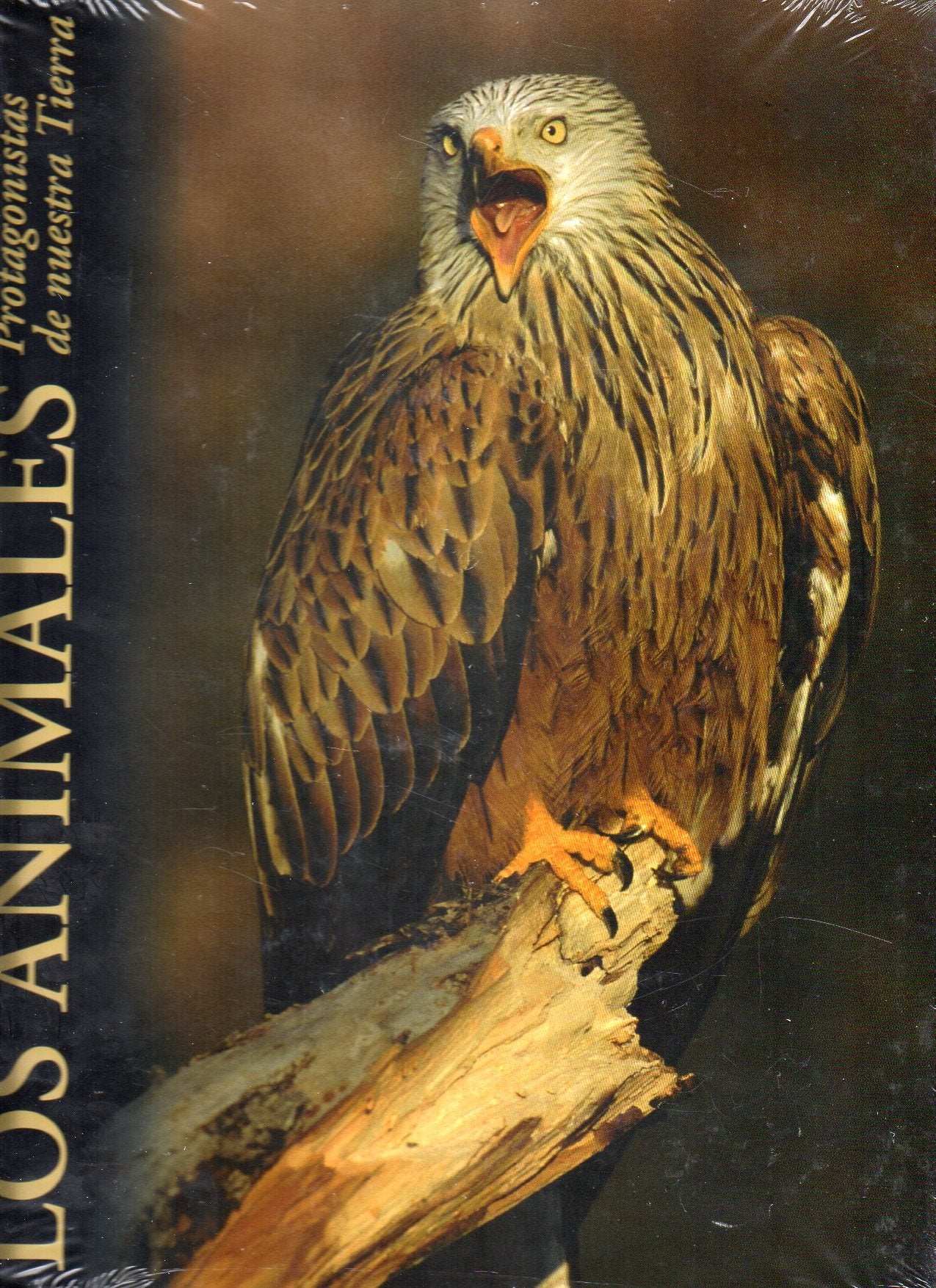 Los animales, protagonistas de nuestra tierra: Bosques Books
