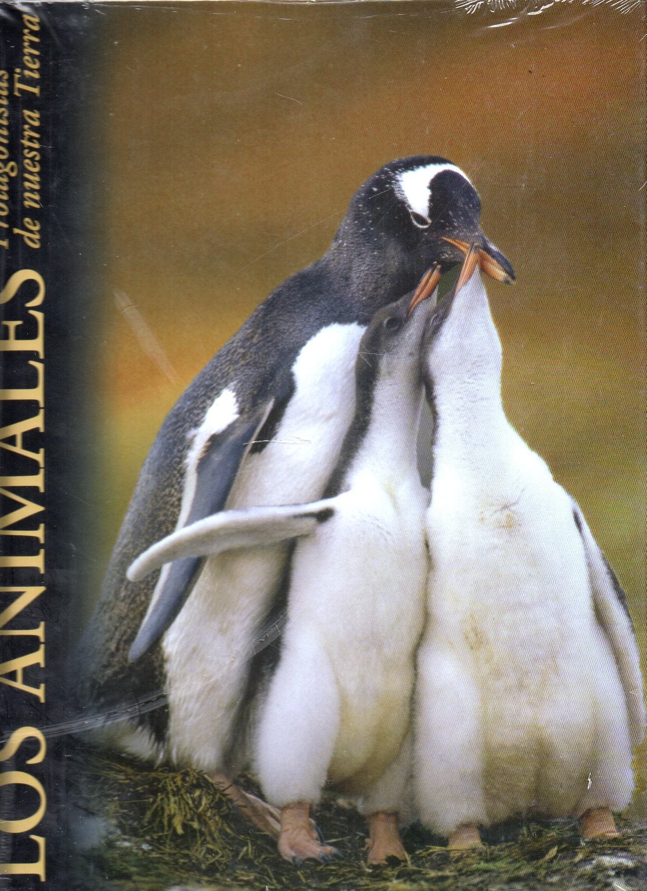 Los animales, protagonistas de nuestra tierra: Regiones polares Books
