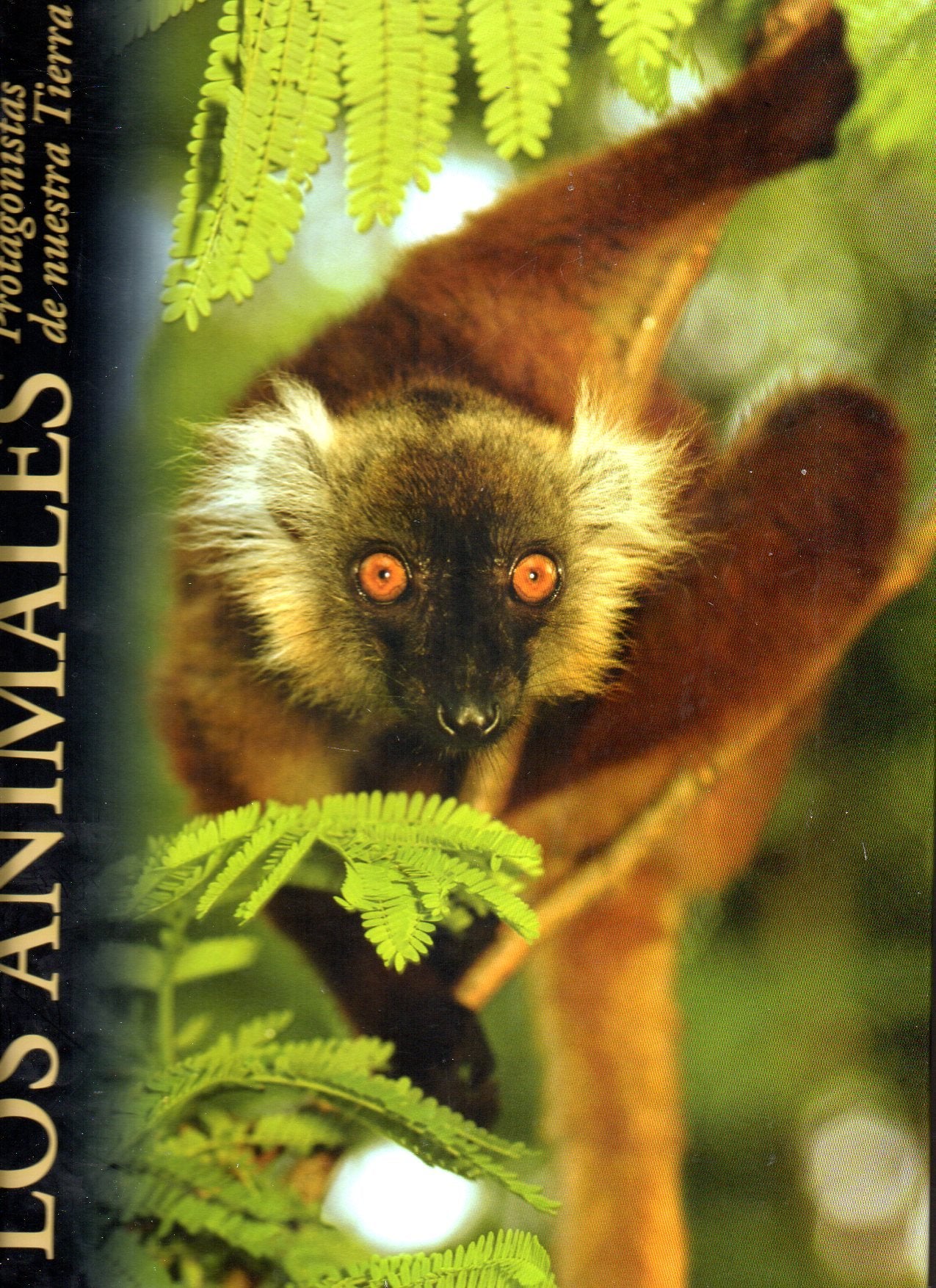 Los animales, protagonistas de nuestra tierra: Mares e islas Books