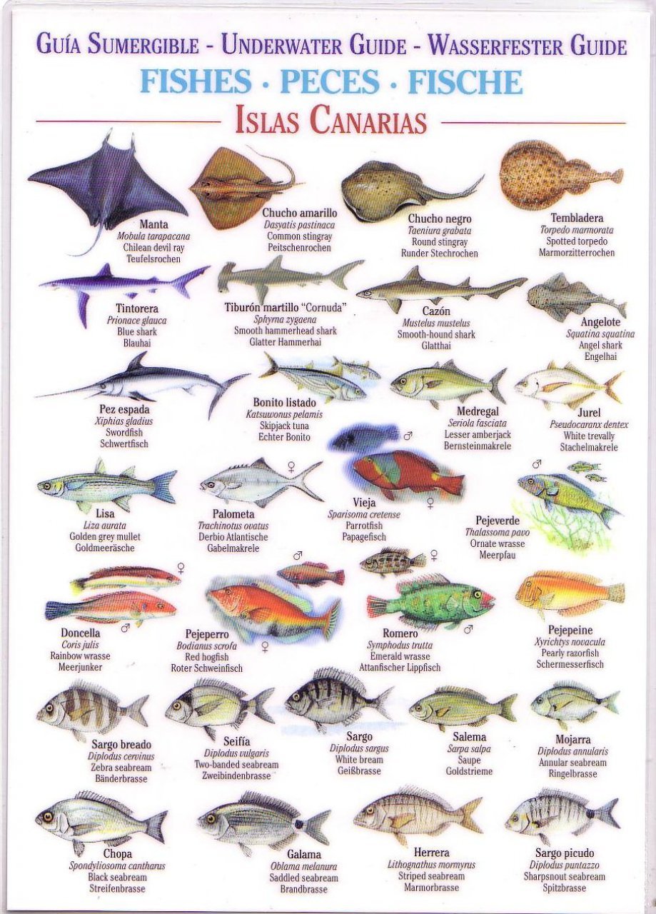 Fishes (Waterproof Field Guide) book