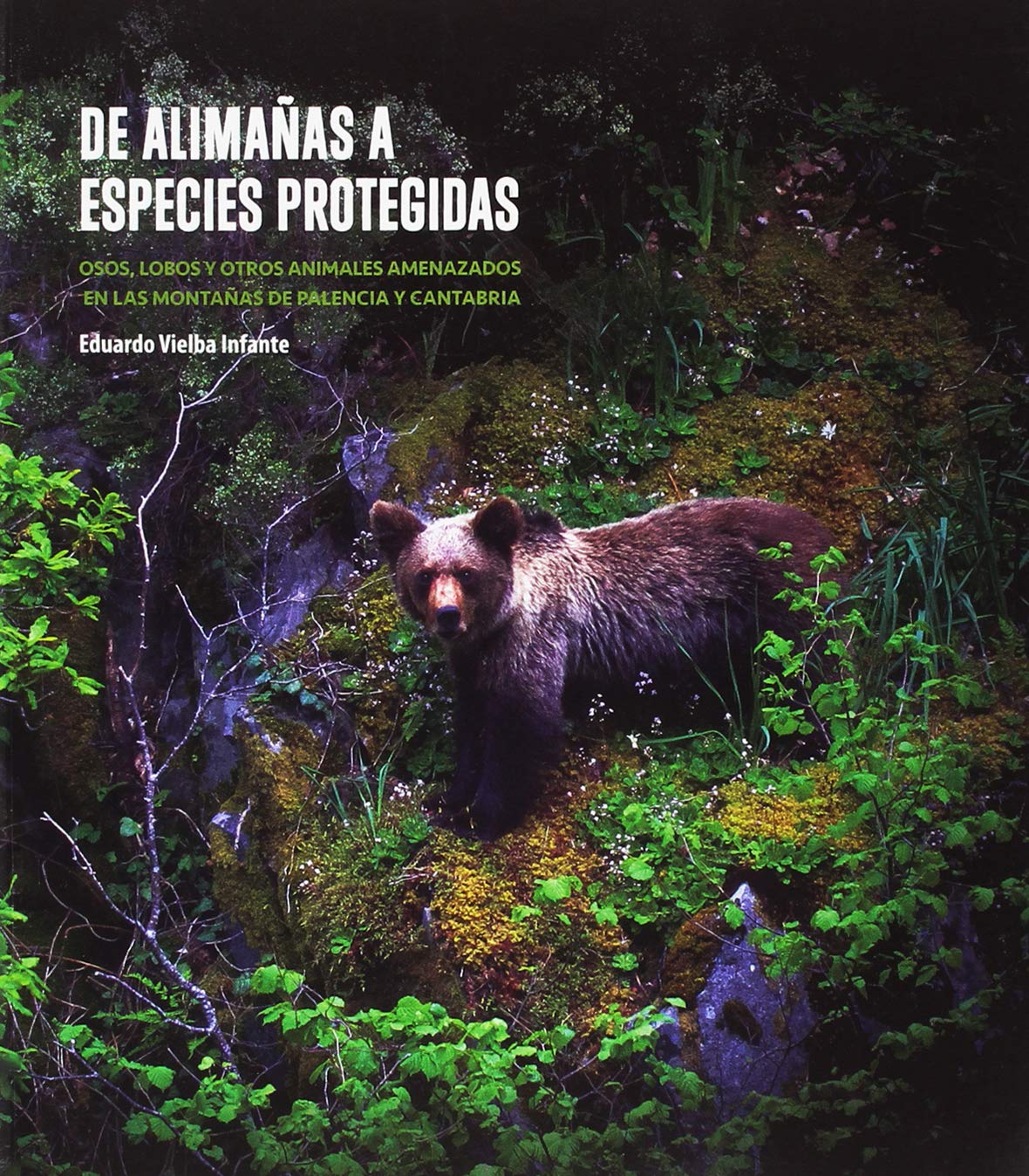 De alimañas a especies protegidas: Osos, lobos y otros animales amenazados en las montañas de Palencia y Cantabria book