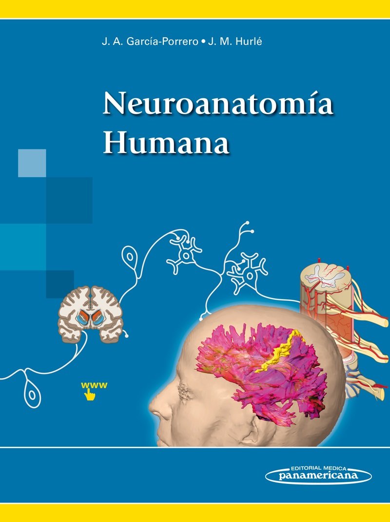 Neuroanatomía humana Medicine
