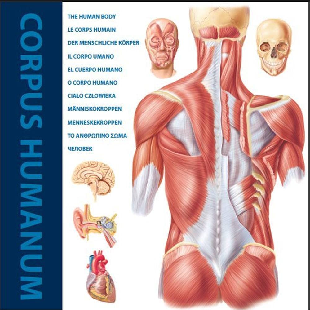 Corpus Humanum: In 12 Sprachen Medicine