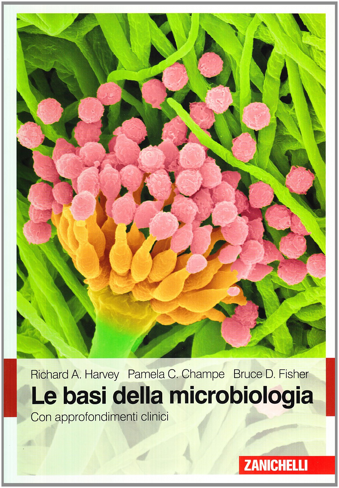 Le basi della microbiologia. Con approfondimenti clinici book
