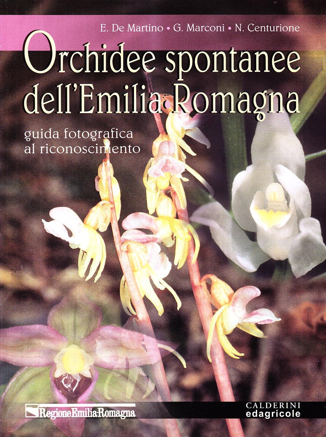 Orchidee spontanee dell'Emilia Romagna. Guida fotografica al riconoscimento book