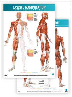 Fascial manipulation. 1st level poster: centers of coordination-myofascial sequences Medicine