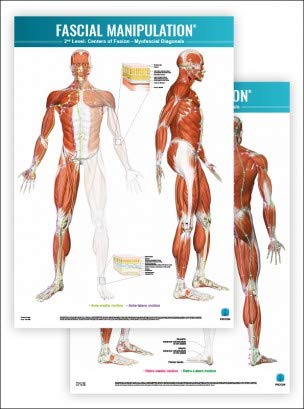 Fascial manipulation. 2nd level poster: centers of fusion-myofascial diagonals Posters