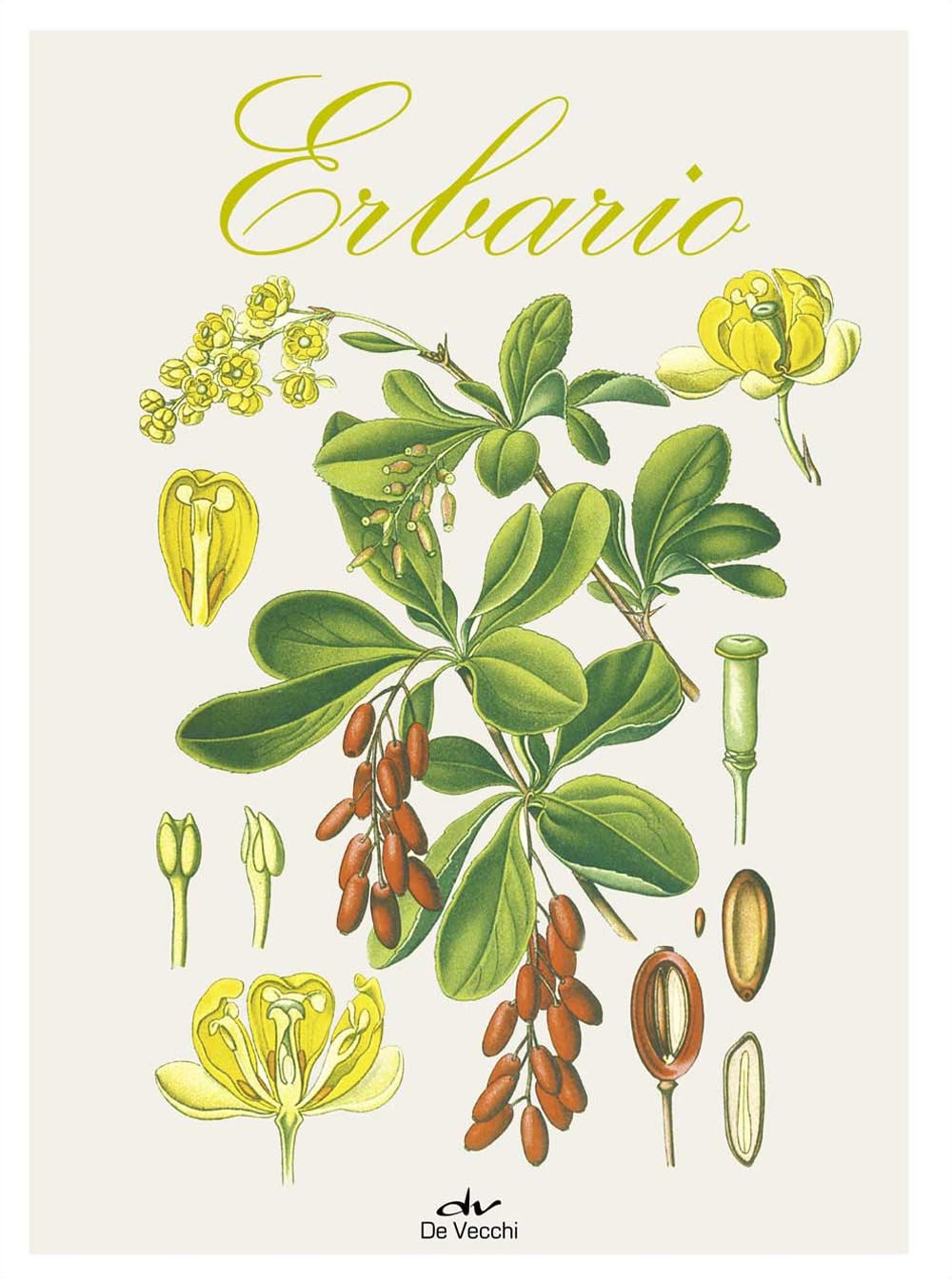 Erbario. Ediz. a colori book
