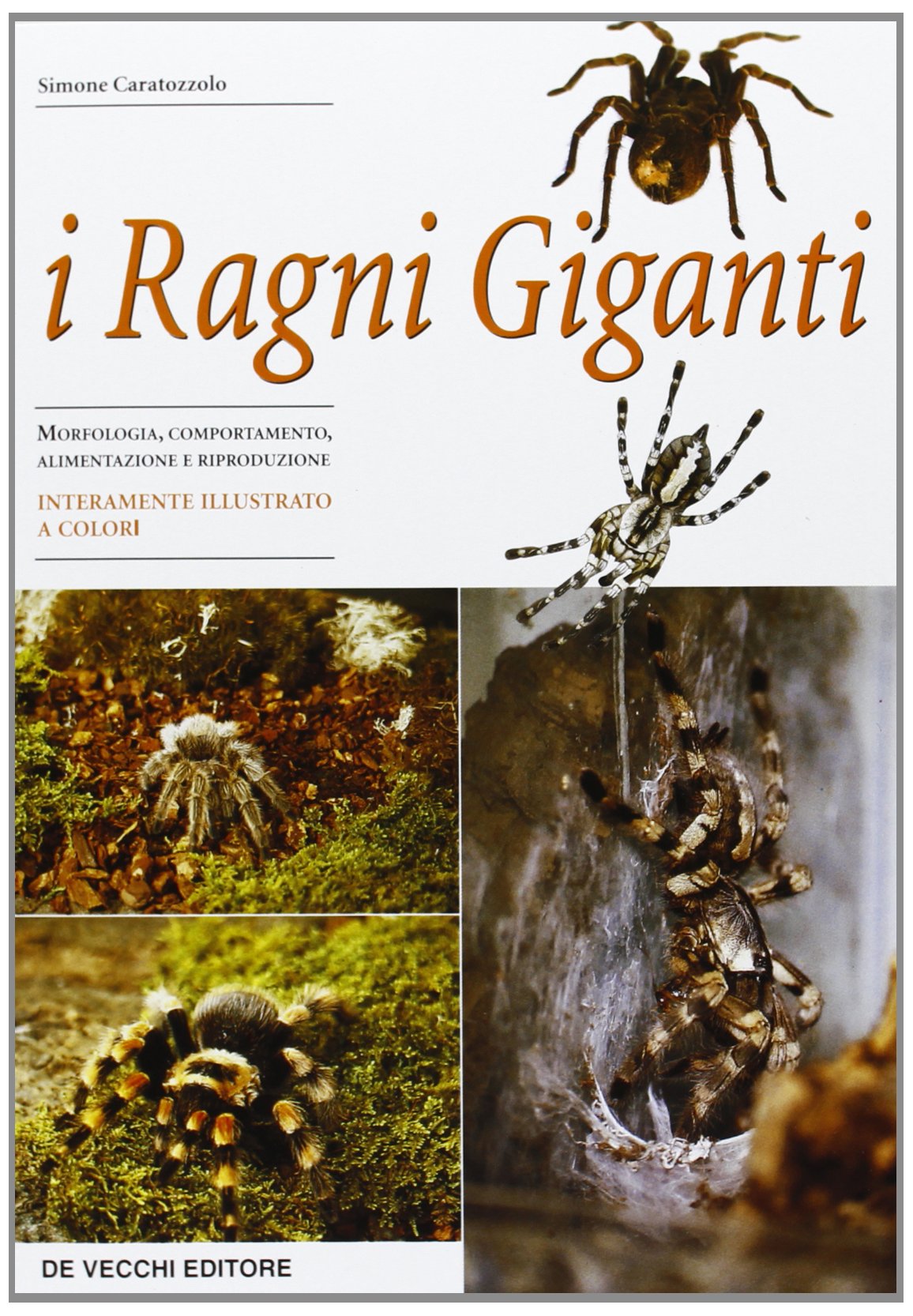 I ragni giganti (Animali) Leisure, Home & Garden