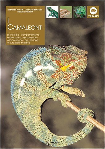 I camaleonti di montagna, di pianura e nani (Animali) Pets