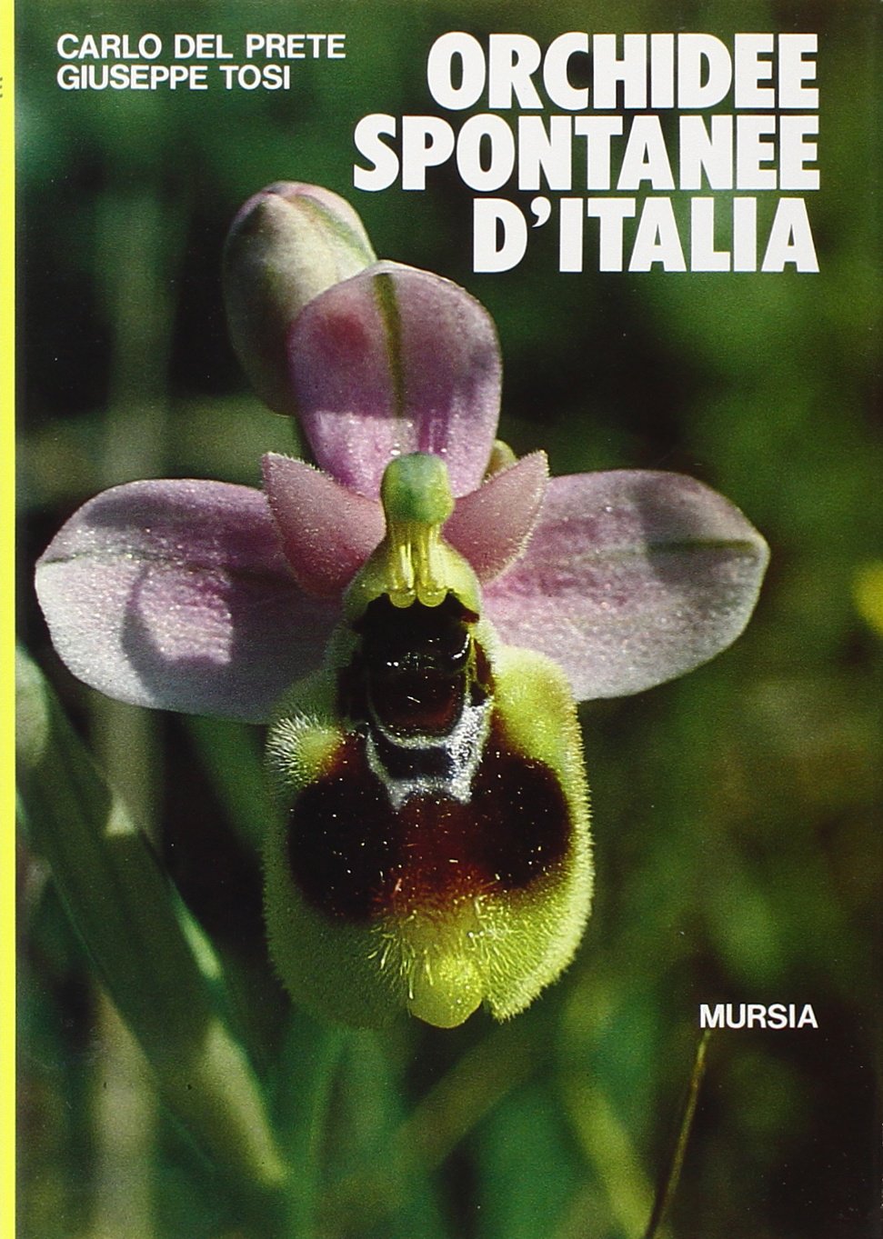 Orchidee spontanee d'Italia (Il Bivio. Natura, sport, tempo libero) Leisure, Home & Garden