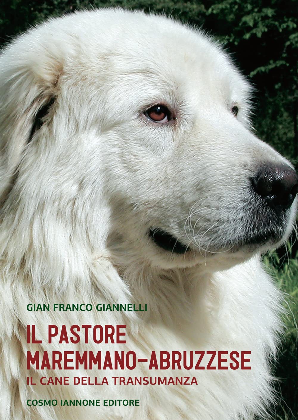 Il cane pastore maremmano/abruzzese. Il cane della transumanza Pets