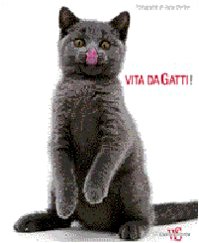Vita da gatti. Ediz. illustrata book