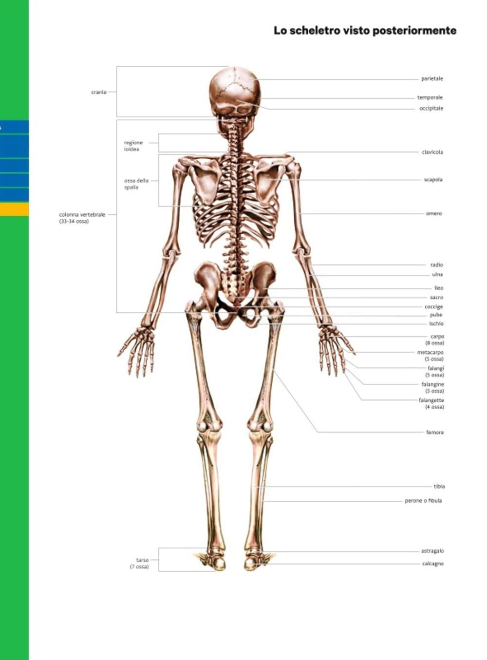 Professione sport. Edizione verde. Corso di scienze motorie e sportive. Per le Scuole superiori. Con e-book. Con espansione online book