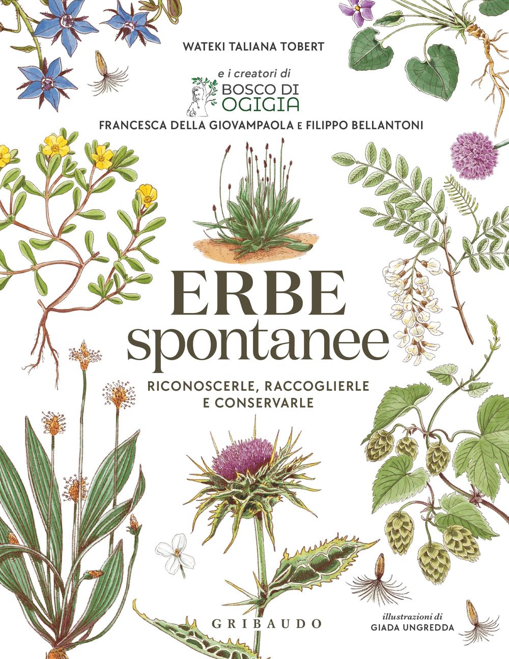 Erbe spontanee. Riconoscerle, raccoglierle e conservarle (Hobby) Leisure, Home & Garden