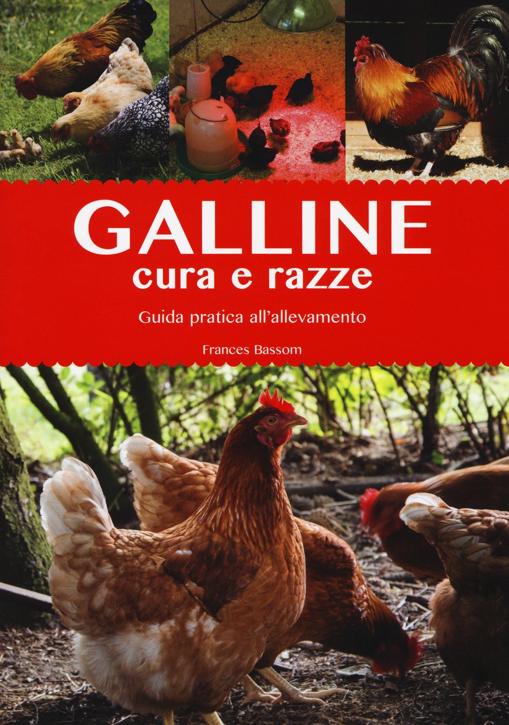 Galline. Cura e razze. Guida pratica all'allevamento. Ediz. a colori book