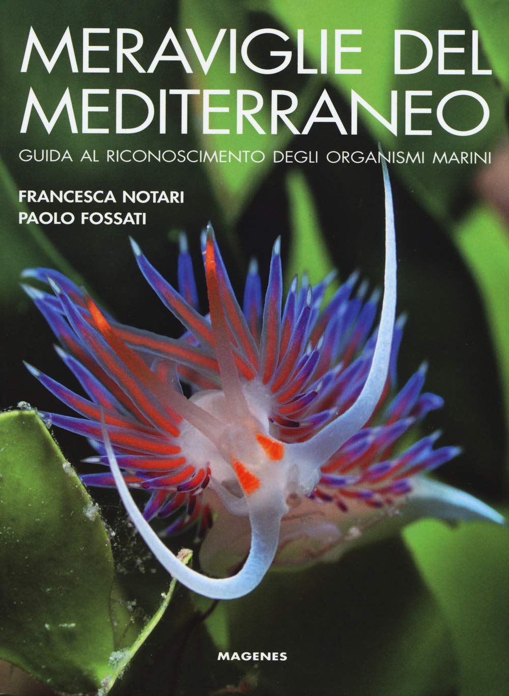 Meraviglie del Mediterraneo. Guida al riconoscimento degli organismi marini. Ediz. illustrata book