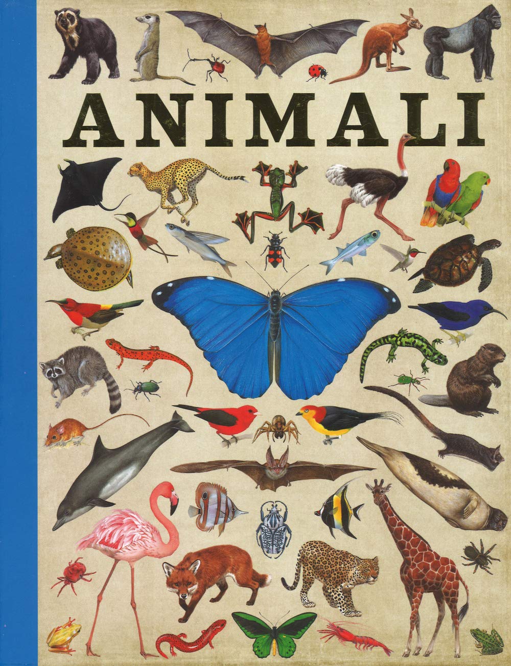 Animali. Ediz. a colori book