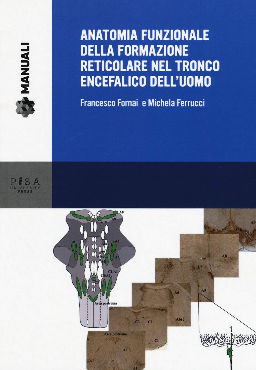 Anatomia funzionale della formazione reticolare nel tronco encefalico dell'uomo (Manuali) Medicine