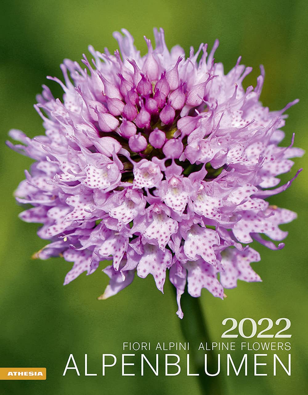 Alpenblumen Kalender 2022: Fiori alpini – Alpine flowers Leisure, Home & Garden