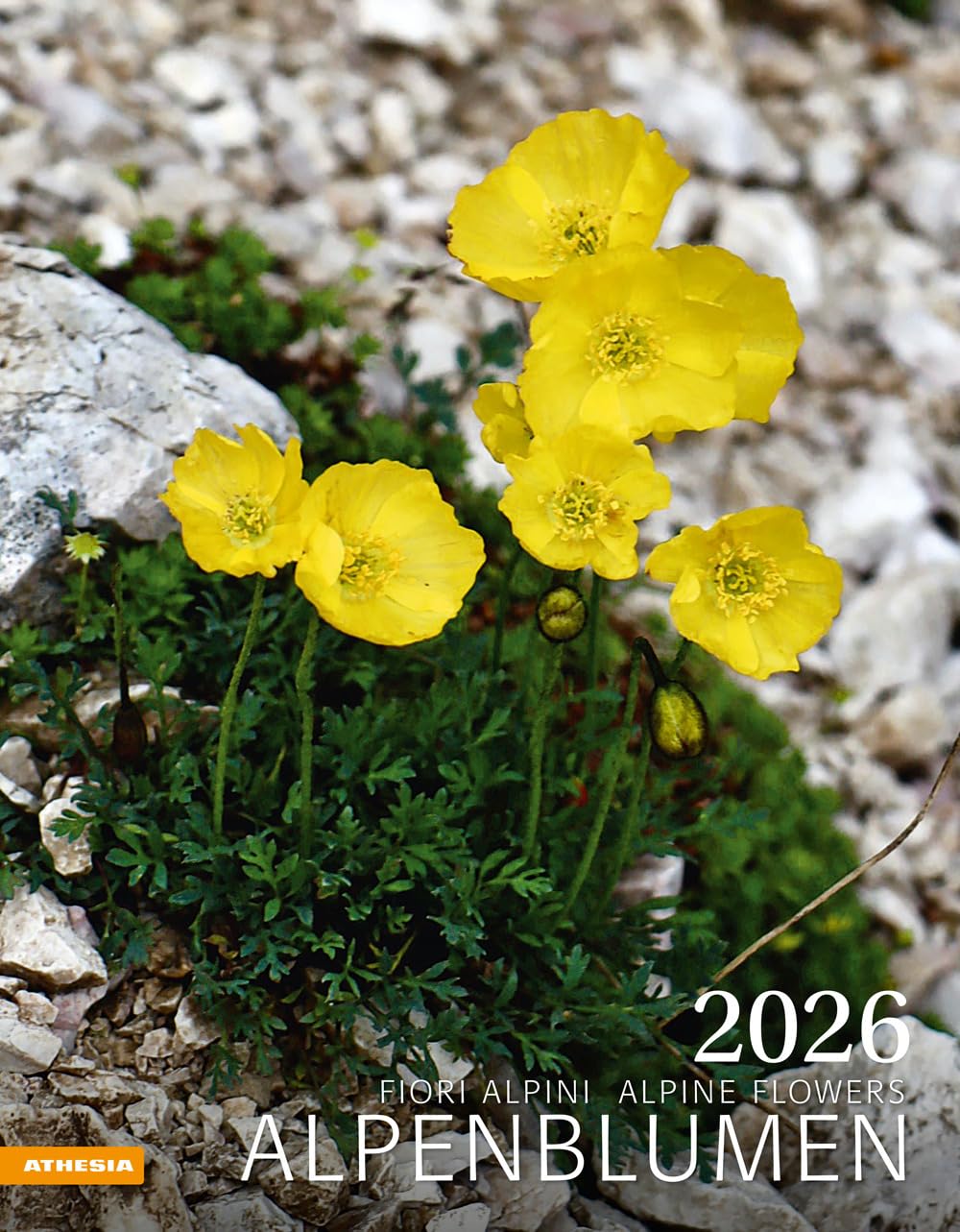 Alpenblumen Kalender 2026: Fiori alpini – Alpine flowers Leisure, Home & Garden