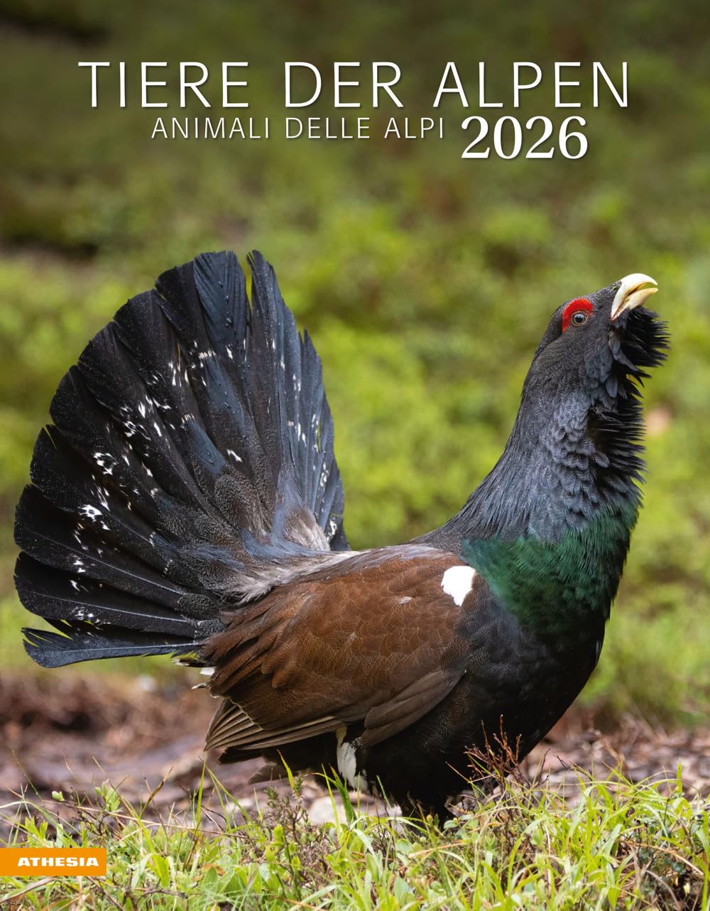Tiere der Alpen - Kalender 2026: Animali delle Alpi – Alpine animals Film, Art & Culture