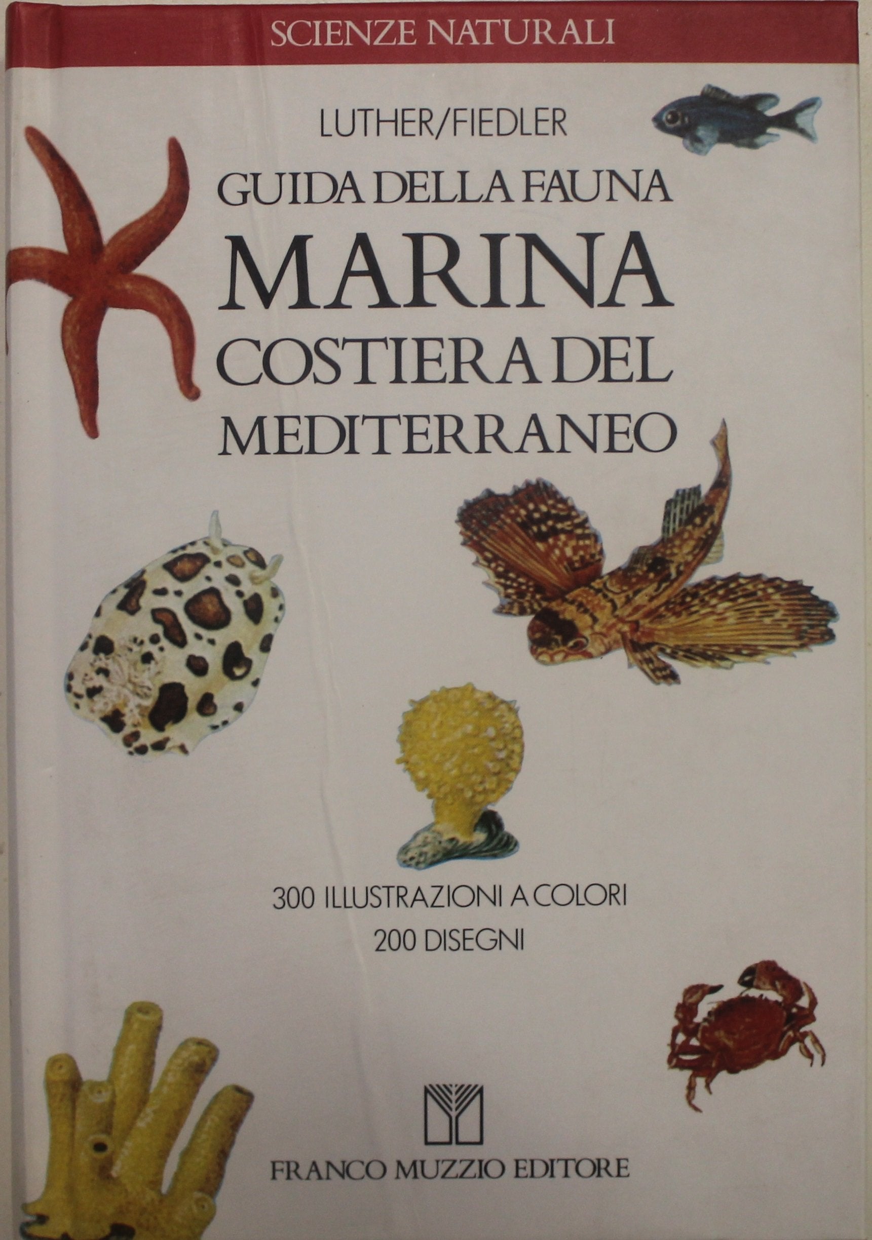 Guida alla fauna marina costiera del Mediterraneo book