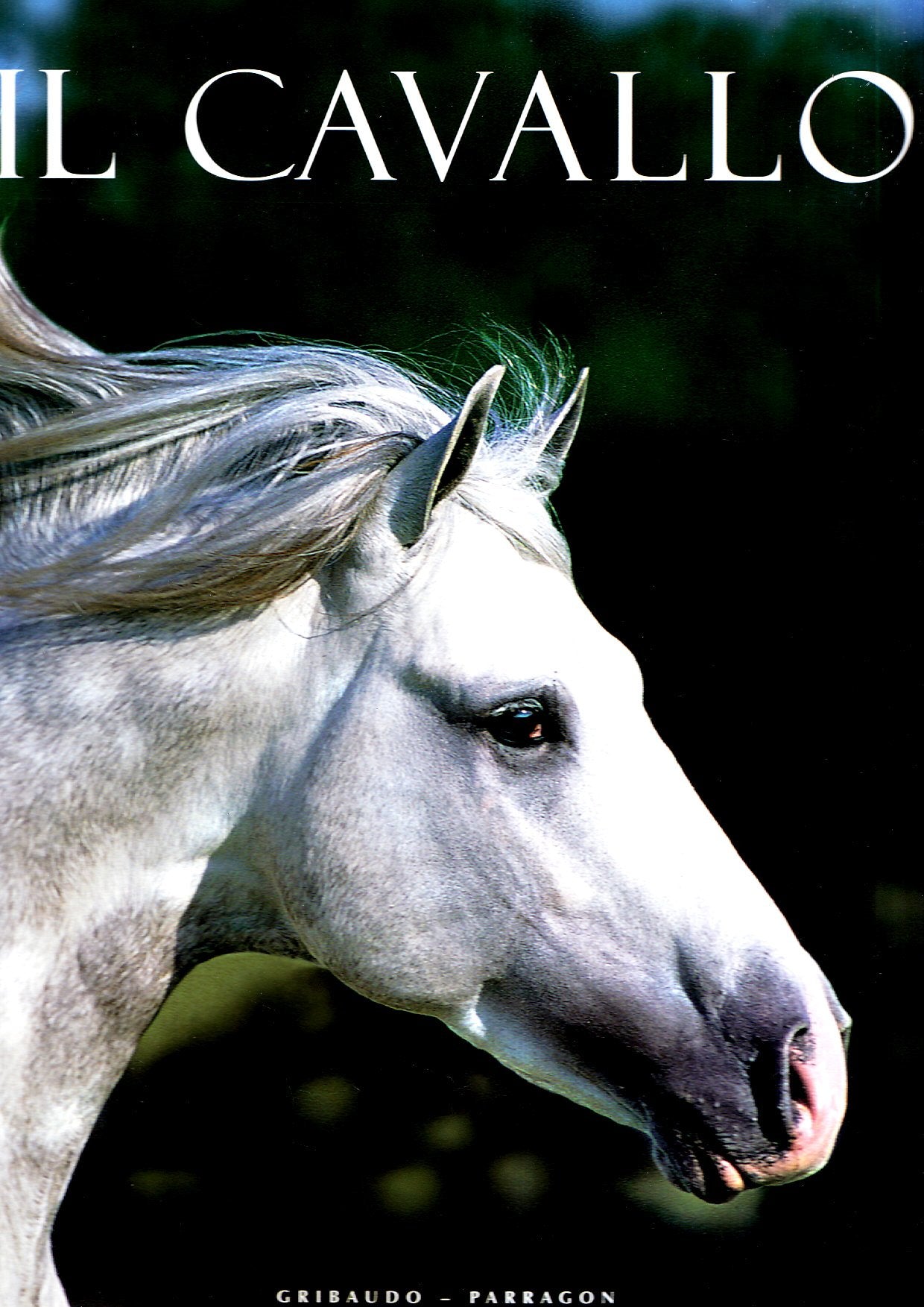 Il cavallo book