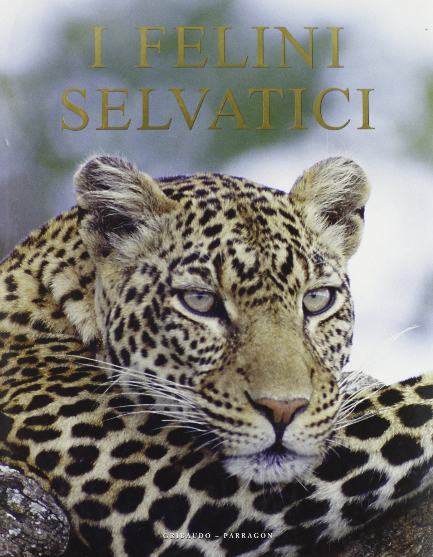 I felini selvatici. Ediz. illustrata book